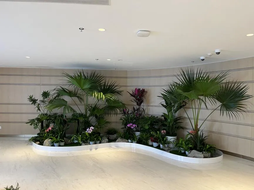 宁波北仑盆景租赁 宁波北仑盆景租赁