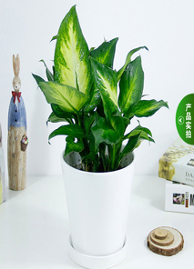 实惠来袭！宁波海曙盆景租摆火热预定中！